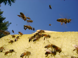 Disinfestazione di vespe e calabroni