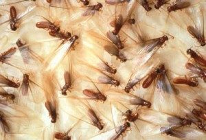 disinfestazione focolao di termiti alati a Catanzaro