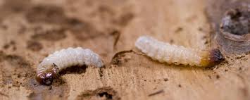 disinfestazione termiti